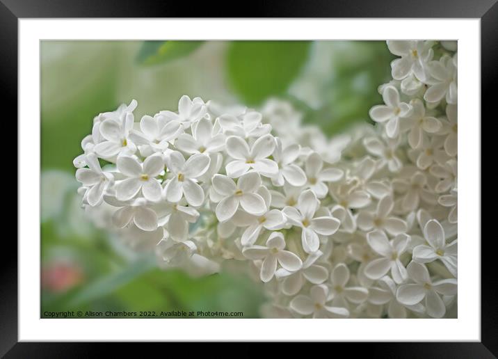 White Lilac Flowers  Framed Mounted Print by Alison Chambers