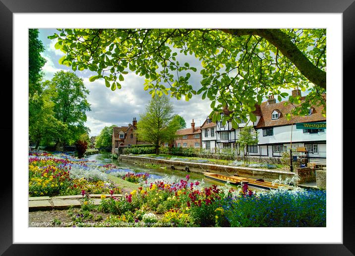Spring In Westgate Park  Canterbury  Framed Mounted Print by Alison Chambers