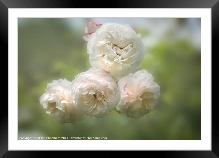Romantic White Roses Framed Mounted Print by Alison Chambers