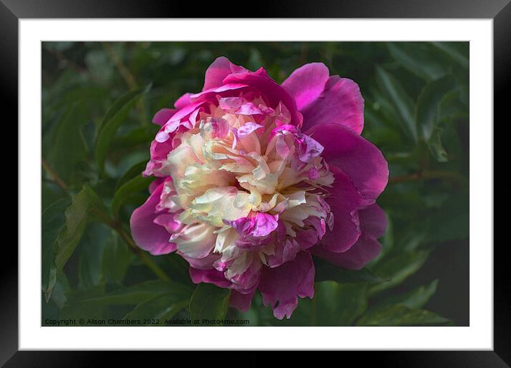 Chinese Peony Flower Framed Mounted Print by Alison Chambers