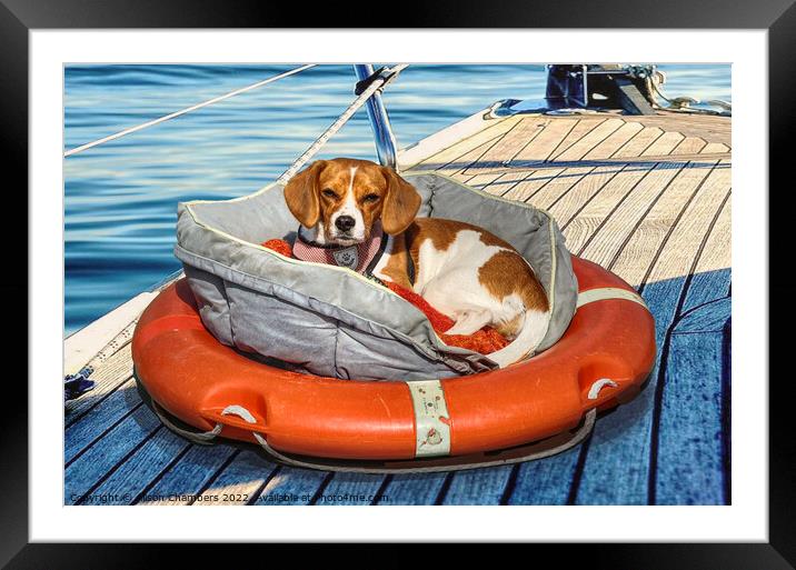 Seafaring Beagle Framed Mounted Print by Alison Chambers