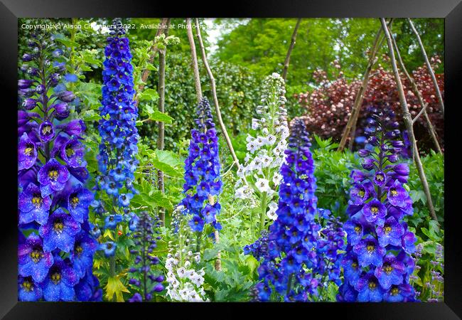 Delphiniums  Framed Print by Alison Chambers