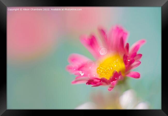 Pink Daisy  Framed Print by Alison Chambers