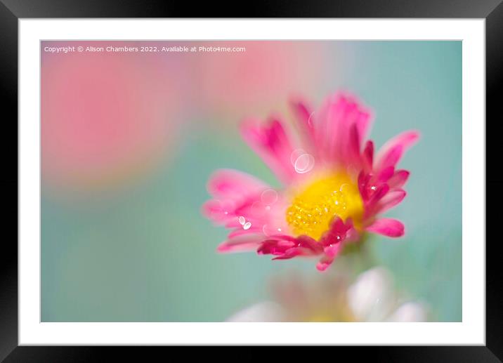 Pink Daisy  Framed Mounted Print by Alison Chambers