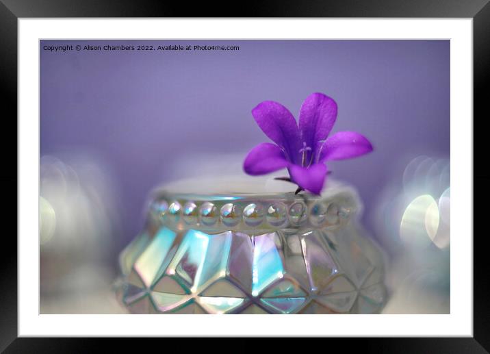 Beautiful Bellflower Framed Mounted Print by Alison Chambers