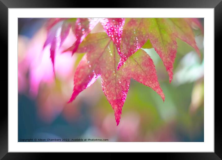 Colourful Acer Leaves Framed Mounted Print by Alison Chambers