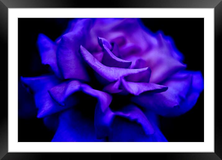 Blue Rose Framed Mounted Print by Alison Chambers