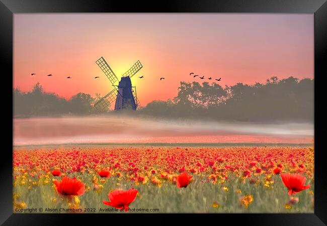 Norfolk Poppy Field Framed Print by Alison Chambers