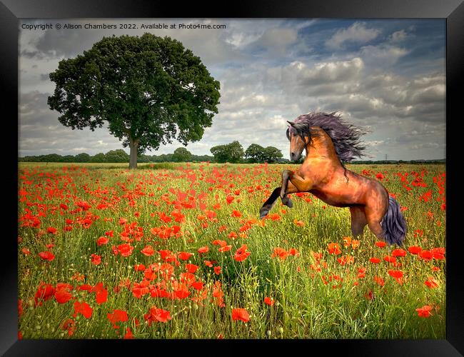 Horse In A Poppy Field Framed Print by Alison Chambers