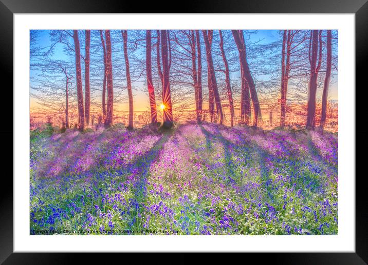 Sunrise Bluebells Framed Mounted Print by Alison Chambers