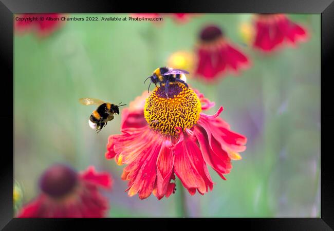 Busy Bumblebees Framed Print by Alison Chambers