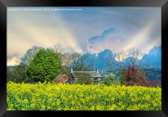 Golden Fields and Silver Linings Framed Print by Alison Chambers