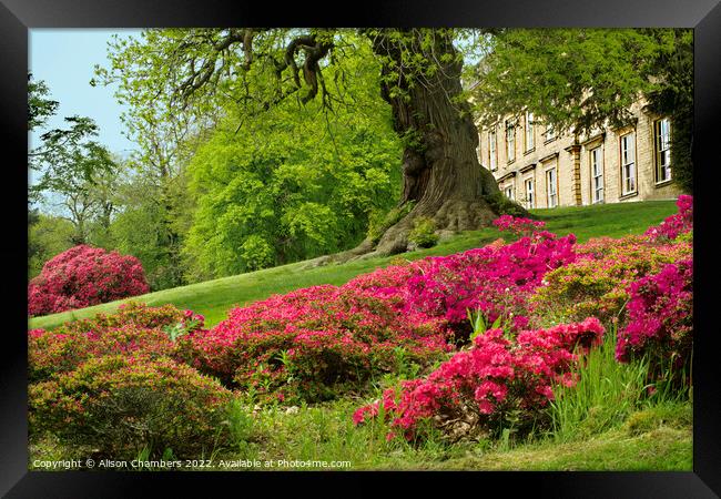 Cannon Hall Barnsley  Framed Print by Alison Chambers