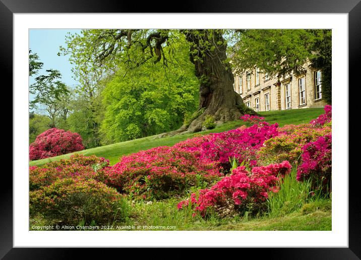 Cannon Hall Barnsley  Framed Mounted Print by Alison Chambers