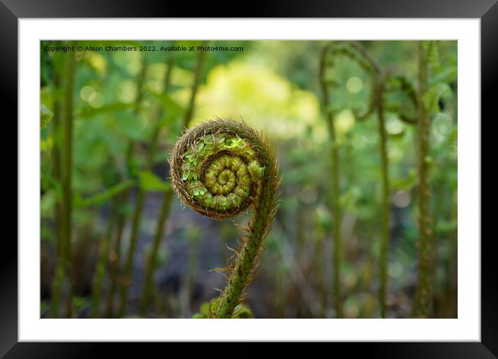 Fern Framed Mounted Print by Alison Chambers