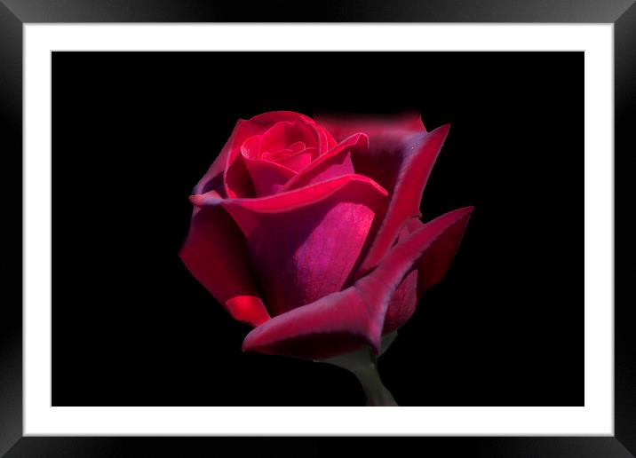 Red Rose Framed Mounted Print by Alison Chambers