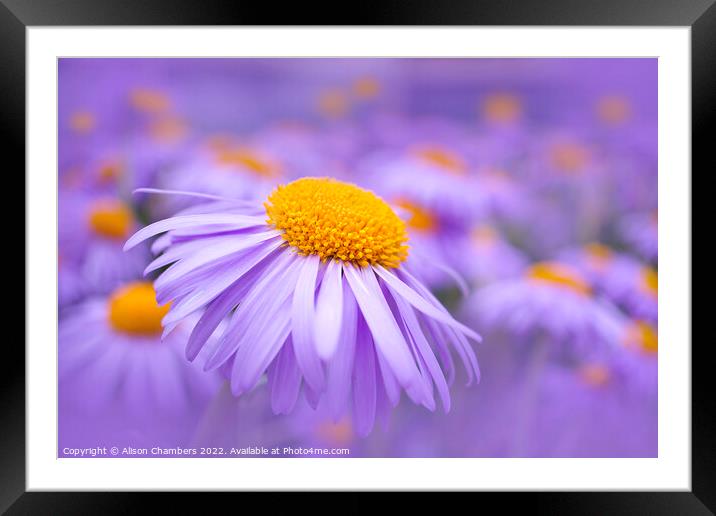 Aster Flowers Framed Mounted Print by Alison Chambers