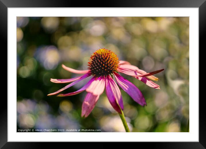 Echinacea Flower October Sun Framed Mounted Print by Alison Chambers