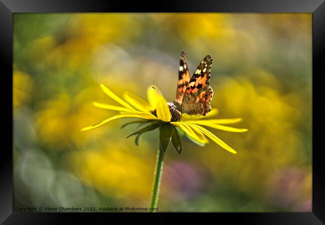 Tortoiseshell Butterfly on Rudbeckia Framed Print by Alison Chambers