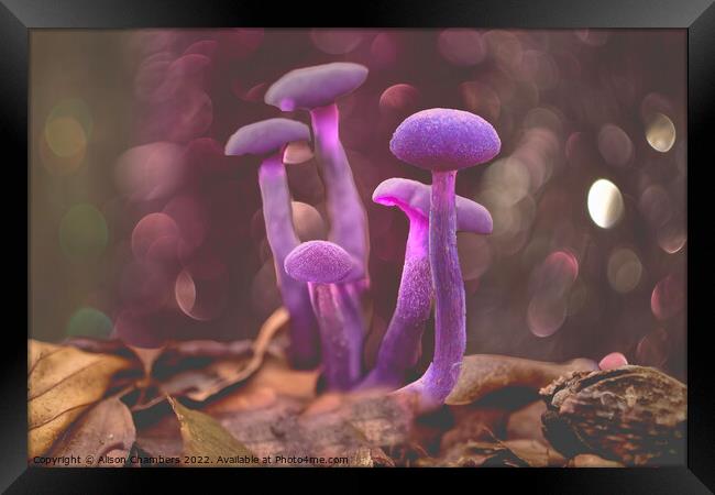Amethyst Deceiver Mushroom Framed Print by Alison Chambers