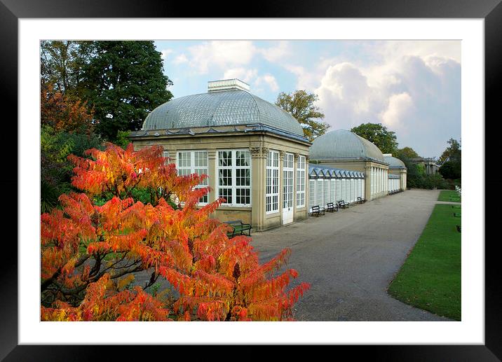 Sheffield Botanical Gardens Framed Mounted Print by Alison Chambers