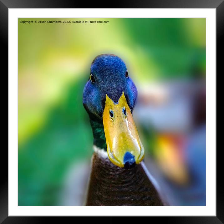 Milldale Duck Framed Mounted Print by Alison Chambers