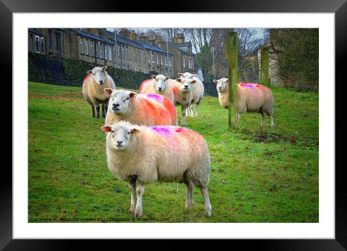 Colourful Flock of Sheep Framed Mounted Print by Alison Chambers