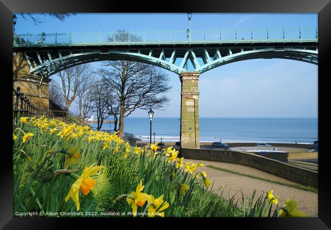 Scarborough Cliff Bridge and Daffodils  Framed Print by Alison Chambers