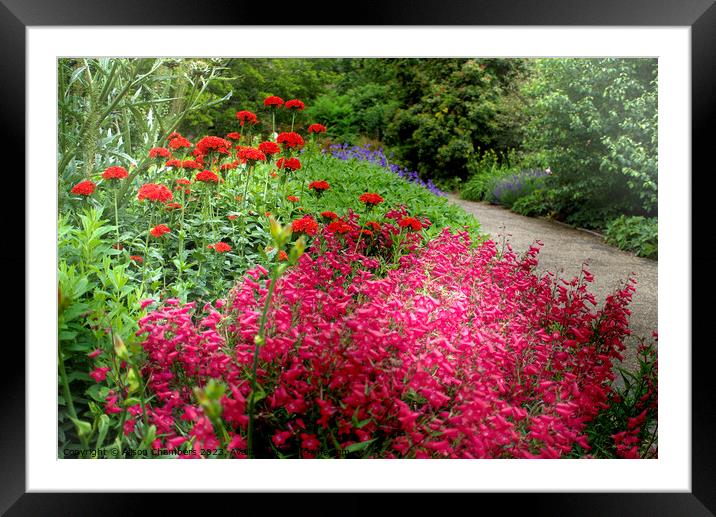 Summer Flower Border Framed Mounted Print by Alison Chambers