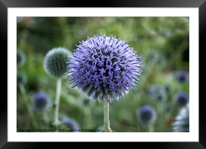 Globe Thistle Framed Mounted Print by Alison Chambers