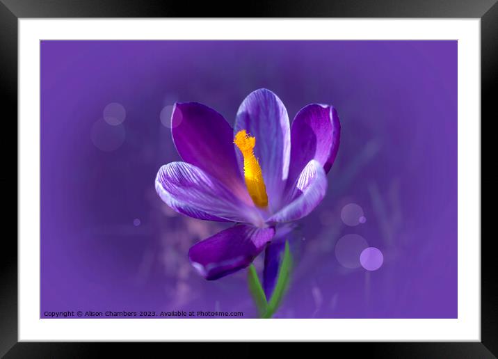 Purple Crocus Framed Mounted Print by Alison Chambers