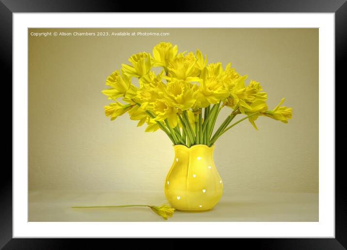Daffodils  Framed Mounted Print by Alison Chambers