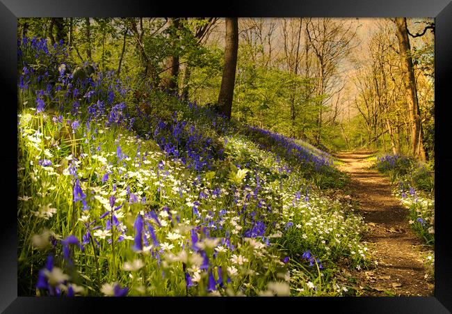 Bluebells Framed Print by Alison Chambers