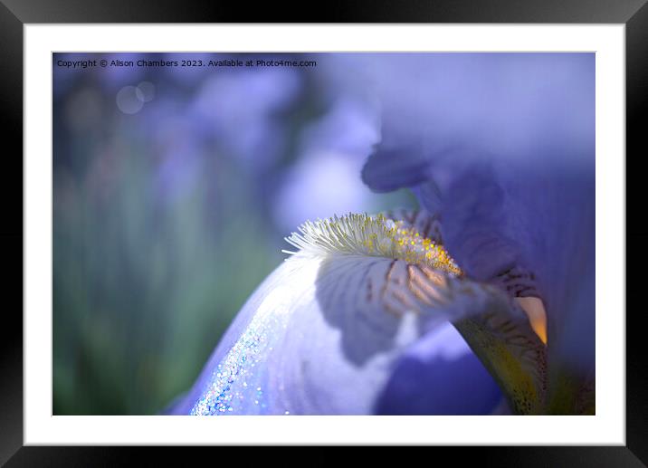 Iris Flower Framed Mounted Print by Alison Chambers