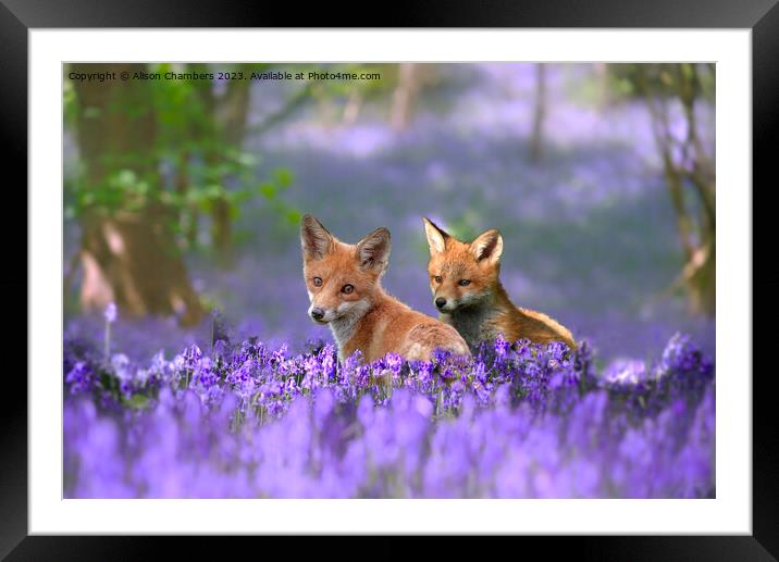 Foxes in Bluebell Wood Framed Mounted Print by Alison Chambers