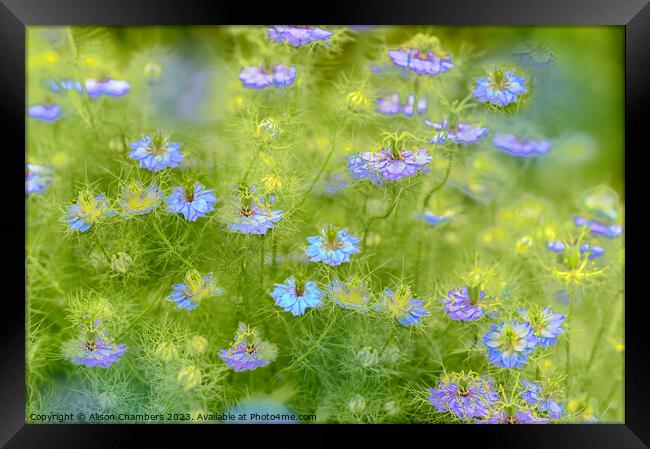 Love In A Mist Framed Print by Alison Chambers