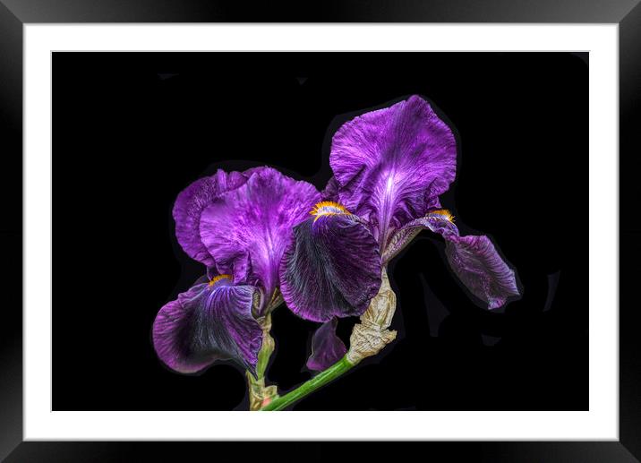 Purple Bearded Irises  Framed Mounted Print by Alison Chambers