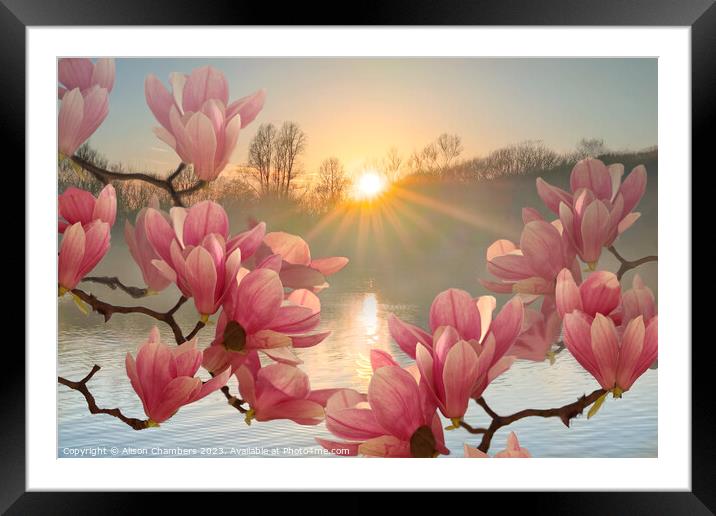 Magnolia Flowers Framed Mounted Print by Alison Chambers