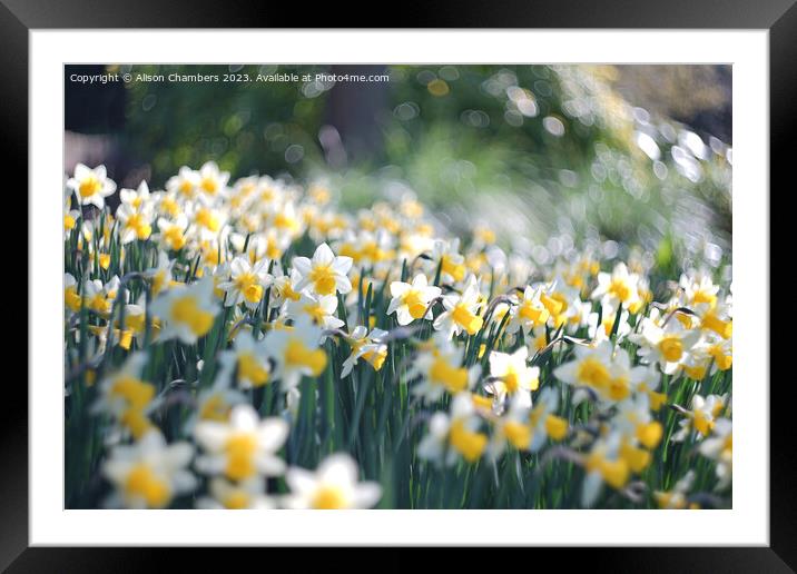 Easter Daffodils  Framed Mounted Print by Alison Chambers