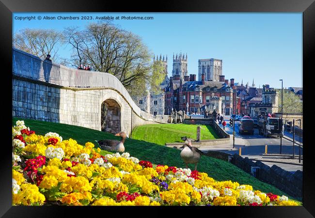 Springtime In York Framed Print by Alison Chambers