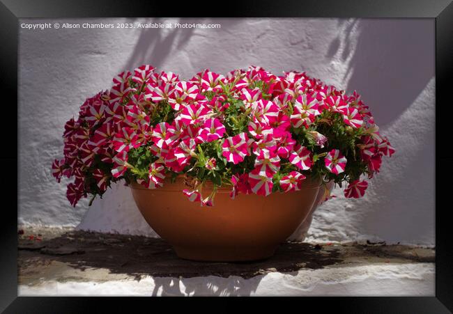 Pretty Petunias  Framed Print by Alison Chambers