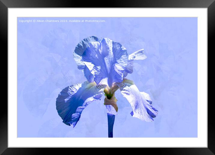 Single Blue Iris Framed Mounted Print by Alison Chambers
