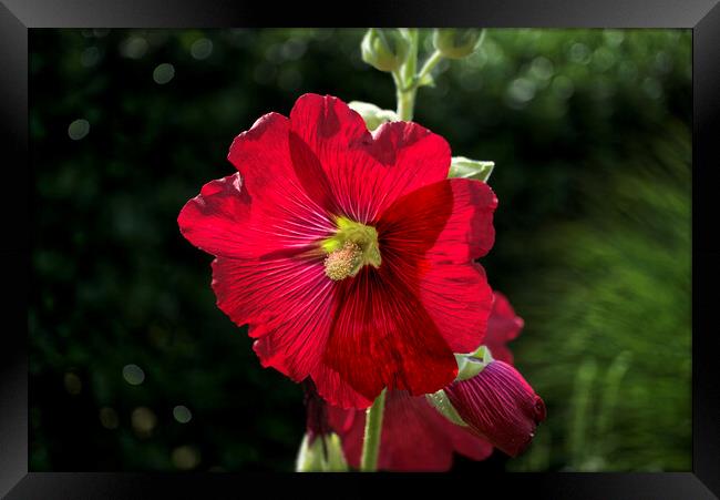 Hollyhock Framed Print by Alison Chambers