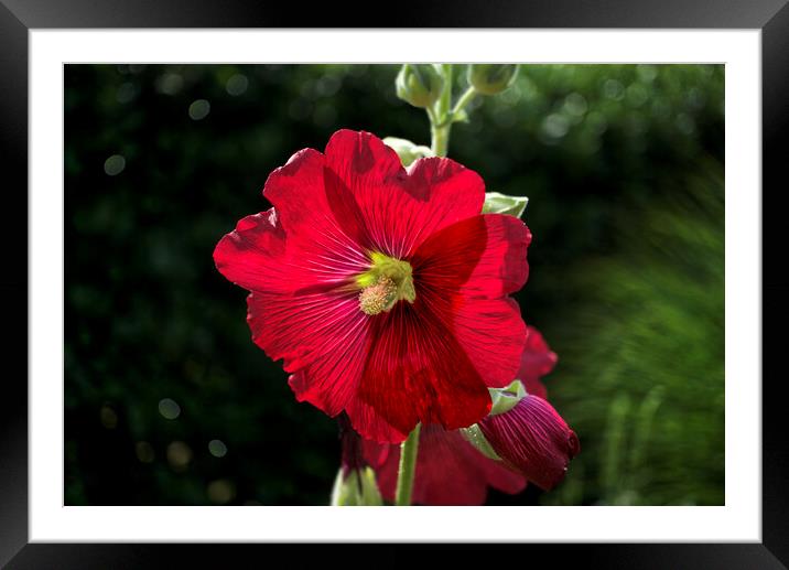 Hollyhock Framed Mounted Print by Alison Chambers