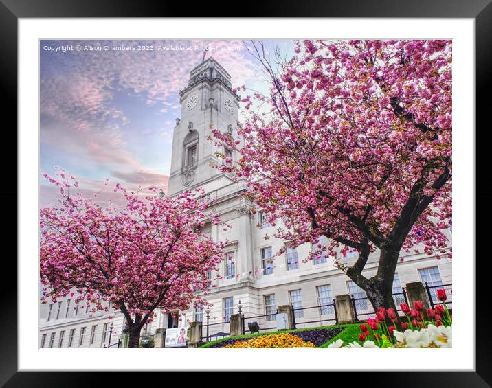 Barnsley Town Hall Cherry Blossom Framed Mounted Print by Alison Chambers