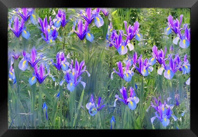 Irises Framed Print by Alison Chambers