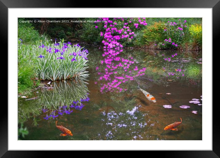 Koi Carp Fish Pond Framed Mounted Print by Alison Chambers