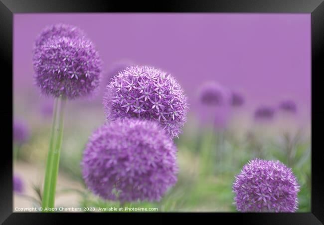 Ethereal Alliums Framed Print by Alison Chambers