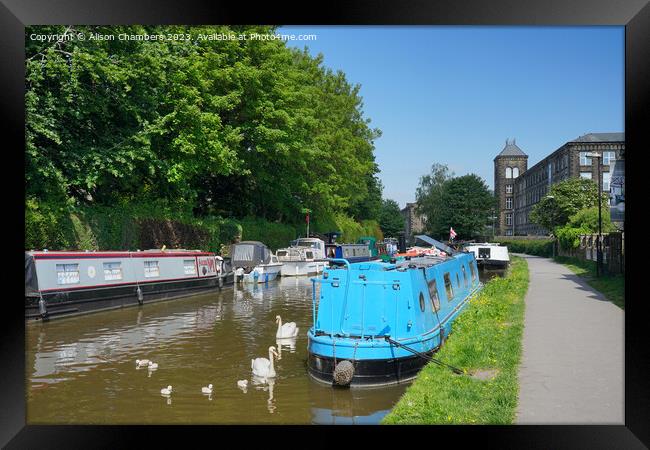 Skipton Canal Swans Framed Print by Alison Chambers