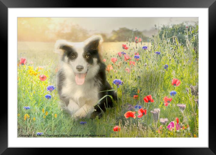 Border Collie Framed Mounted Print by Alison Chambers